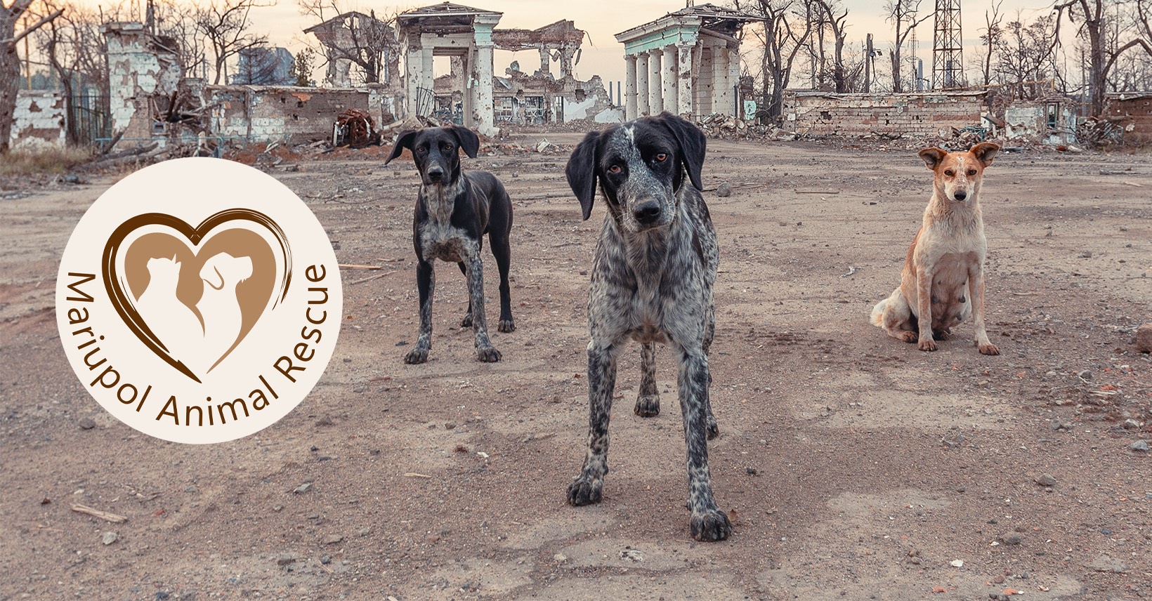 Rescue dogs standing in the ruins of Mariupol